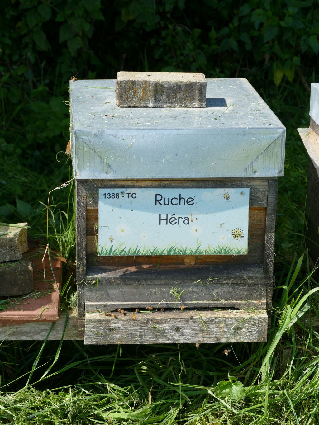La ruche Héra