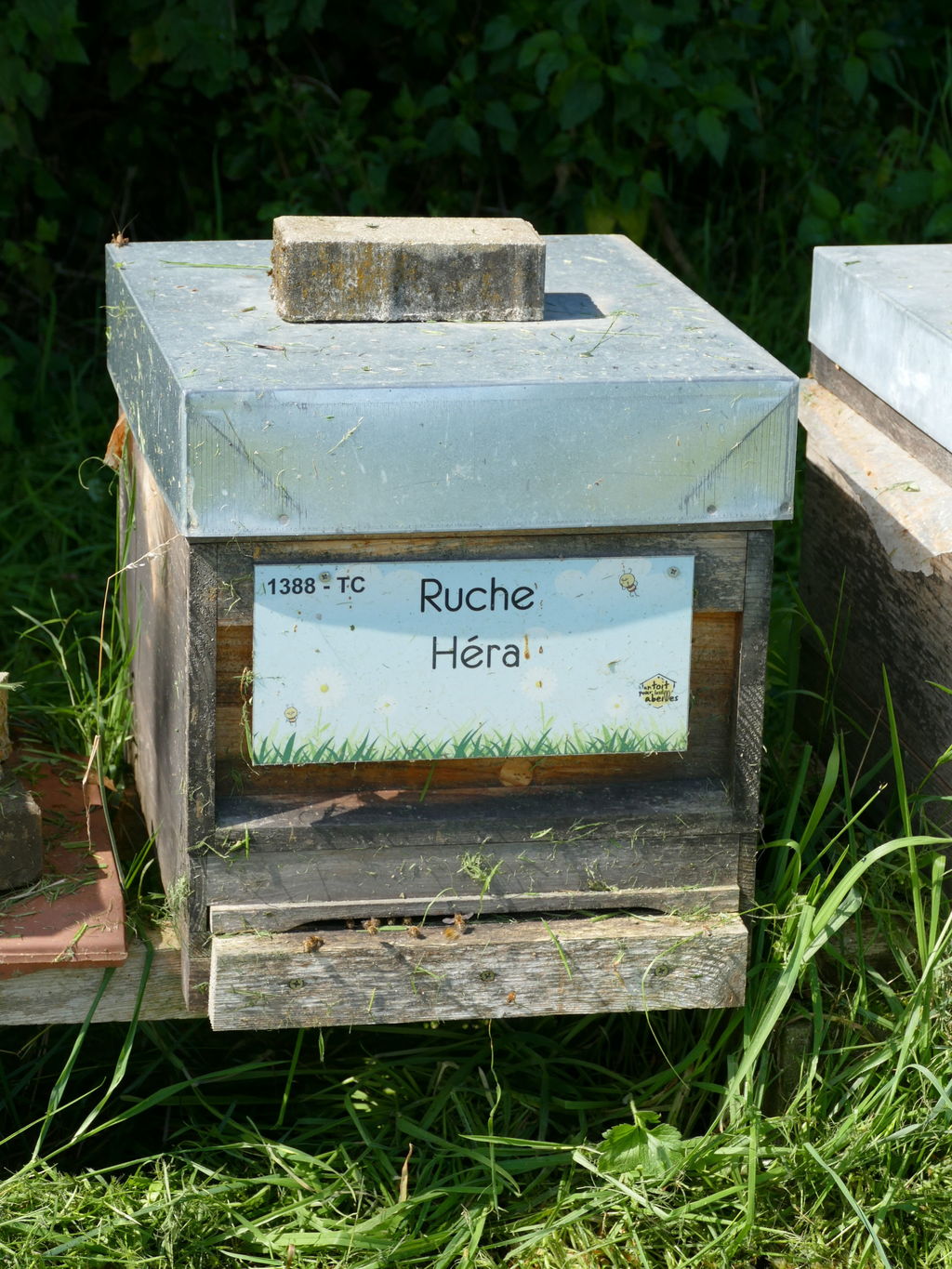 La ruche Héra