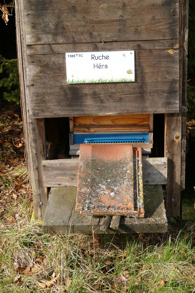 La ruche Héra