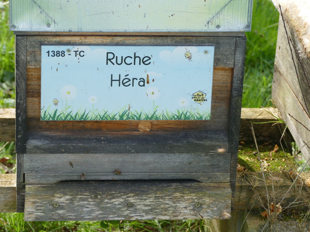 La ruche Héra