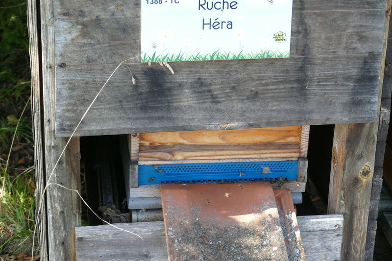 La ruche Héra