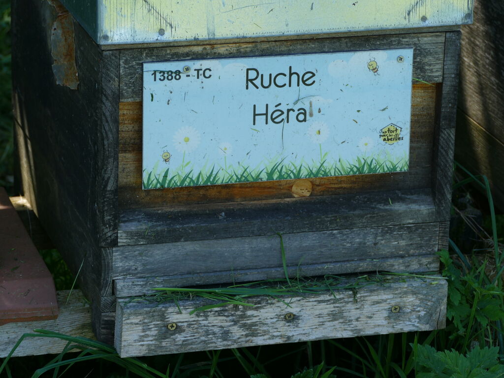La ruche Héra