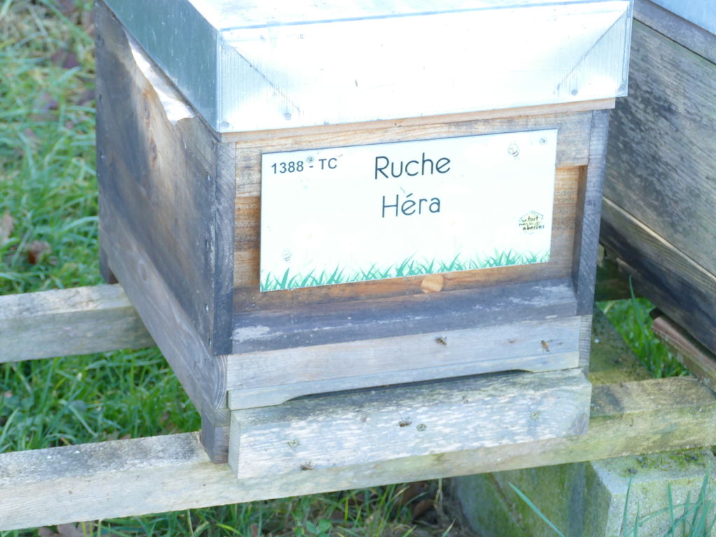 La ruche Héra