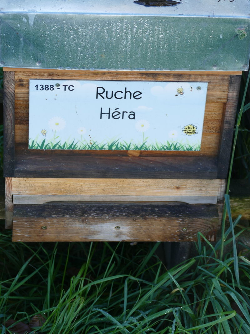 La ruche Héra