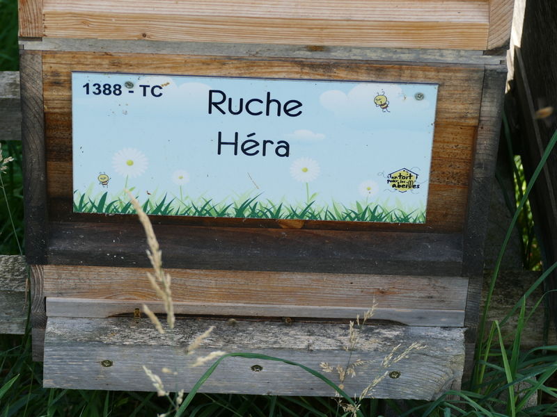 La ruche Héra