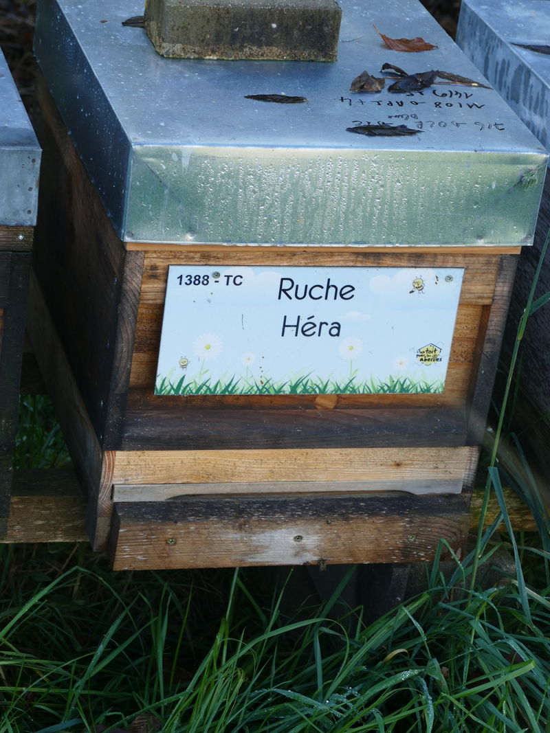 La ruche Héra