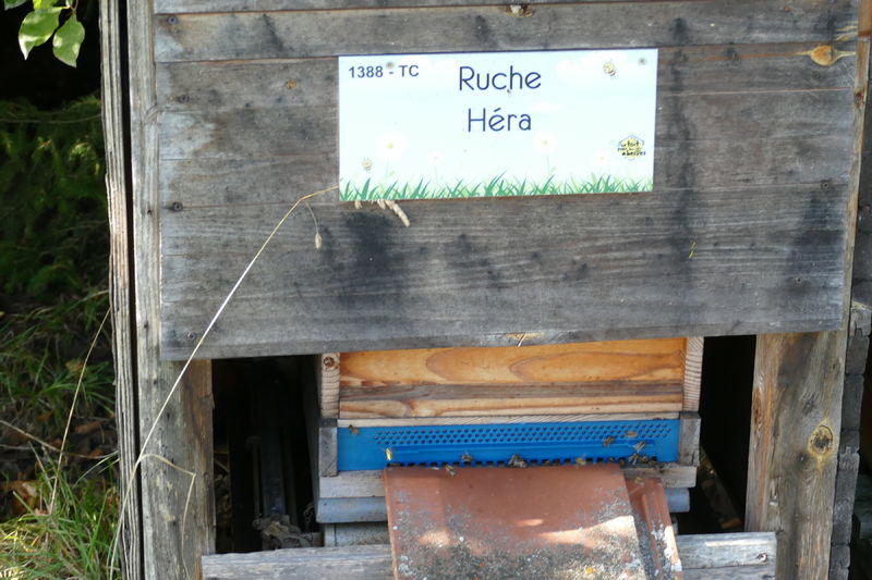 La ruche Héra