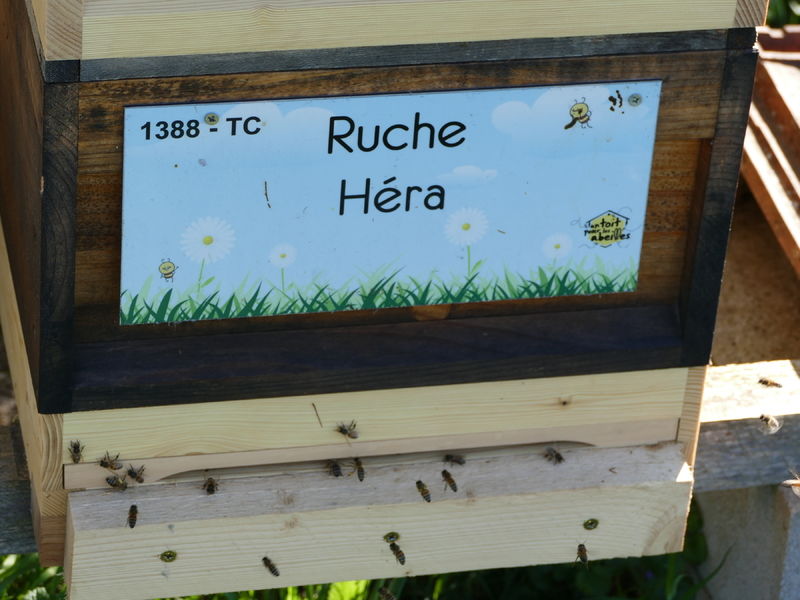 La ruche Héra