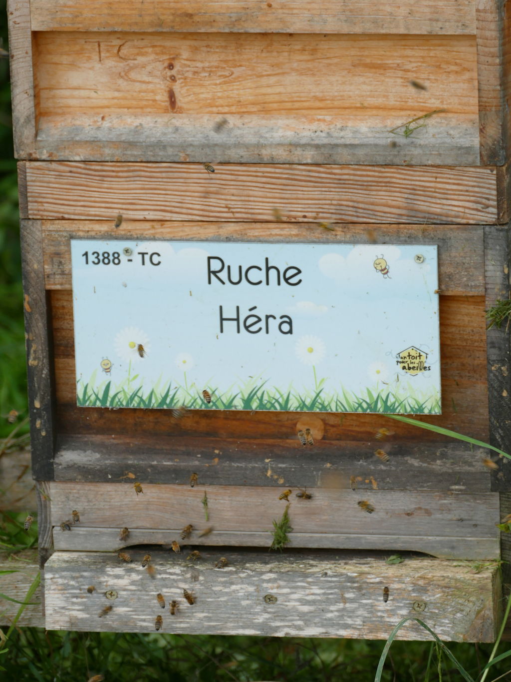 La ruche Héra