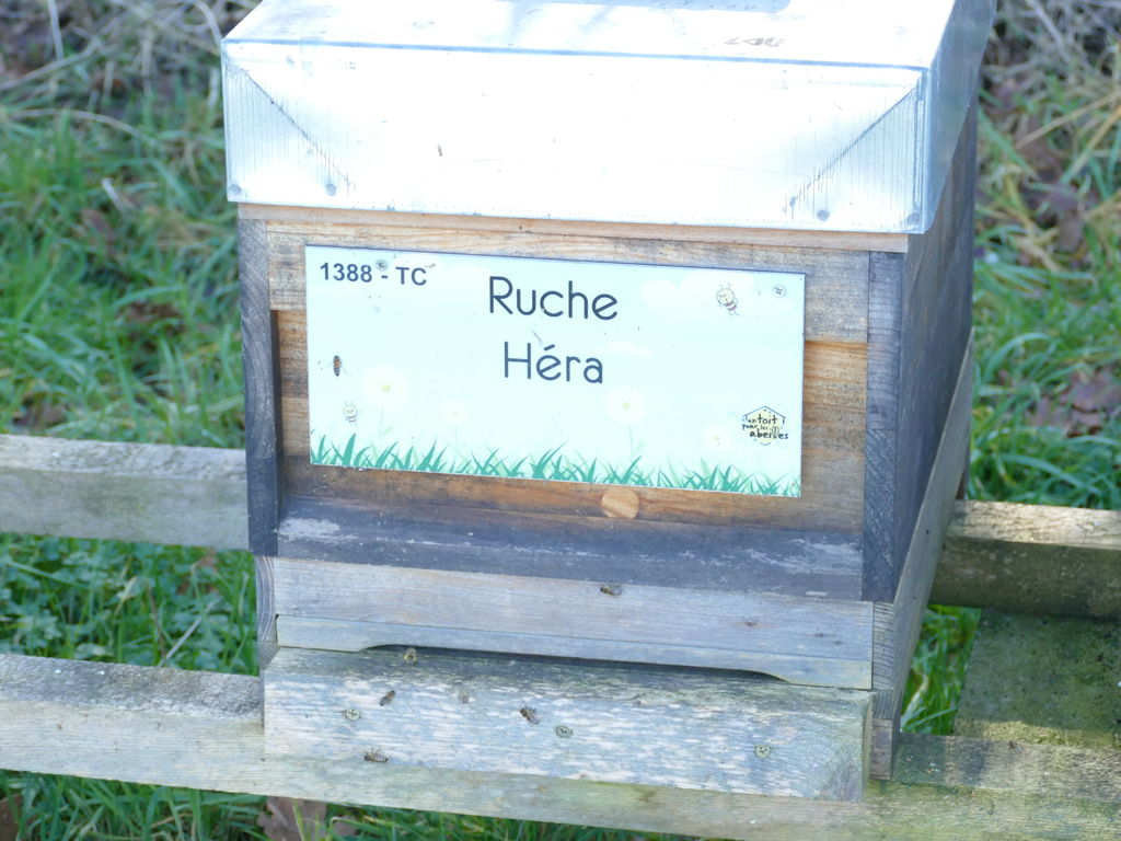 La ruche Héra
