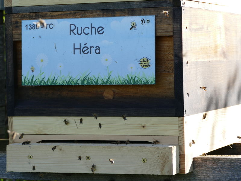 La ruche Héra