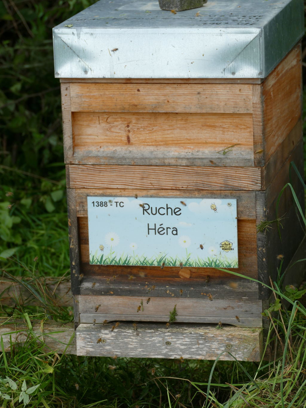 La ruche Héra