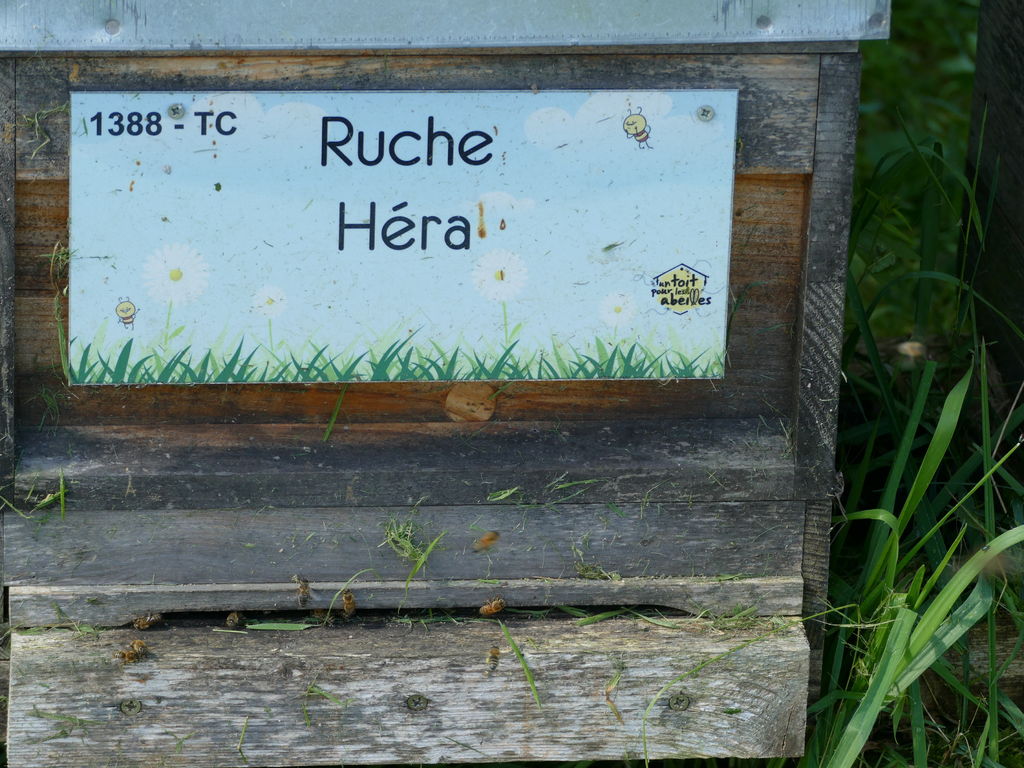 La ruche Héra