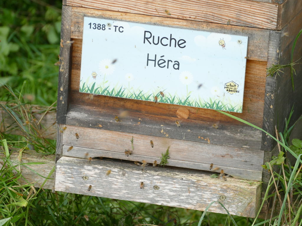 La ruche Héra