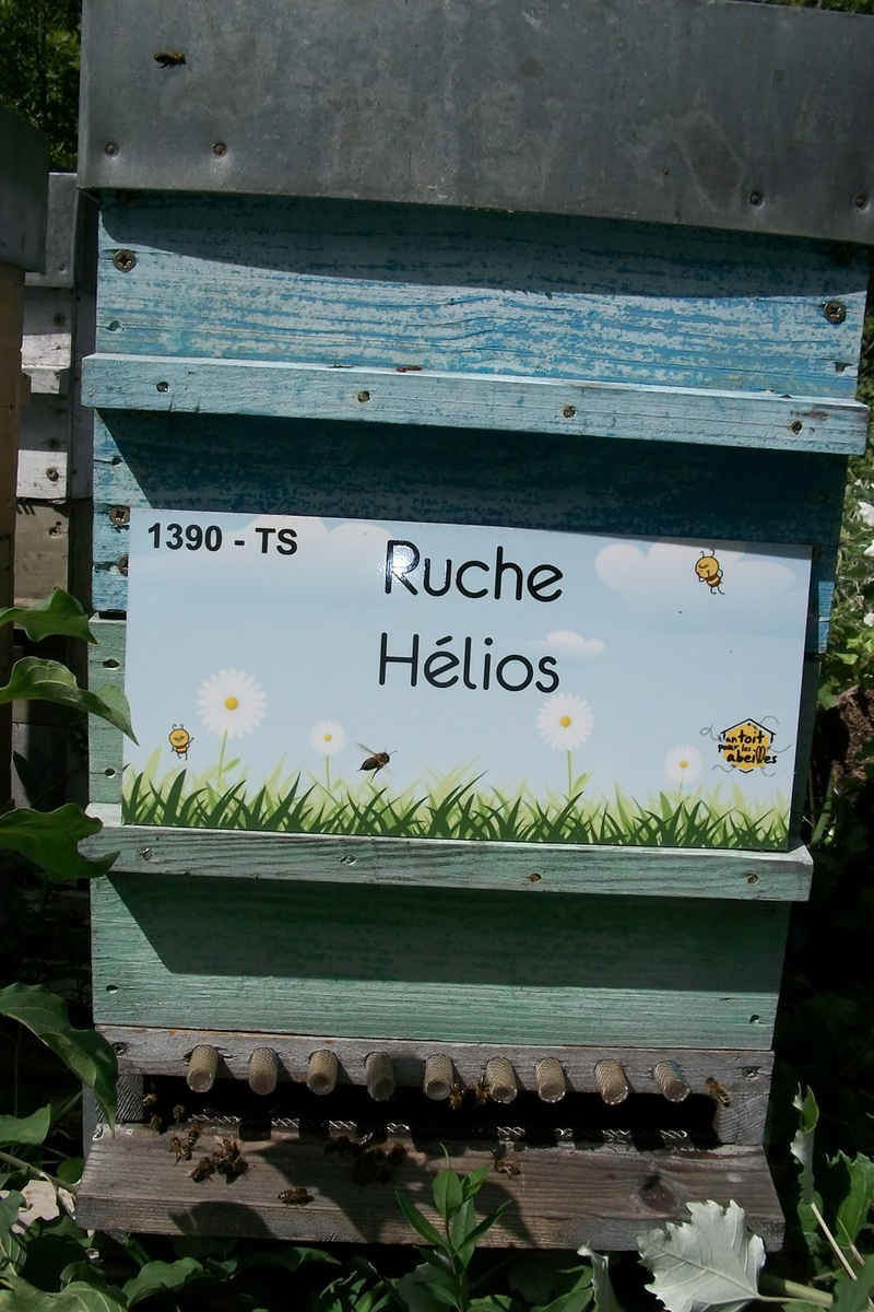 La ruche