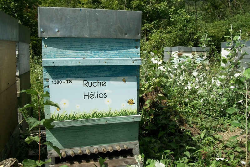 La ruche Hélios