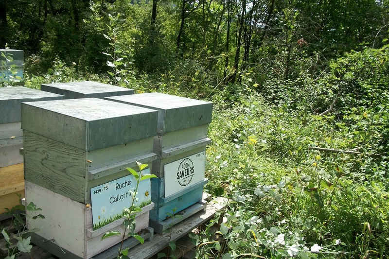 La ruche Hélios