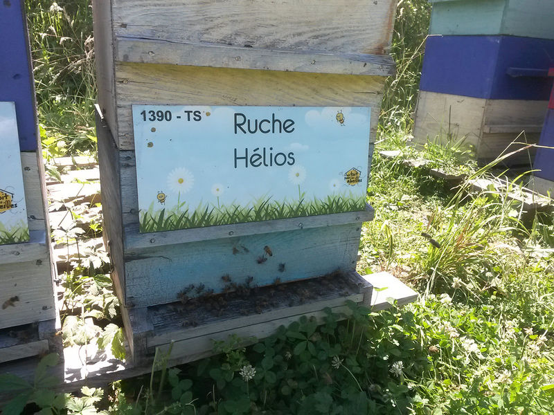 La ruche Hélios
