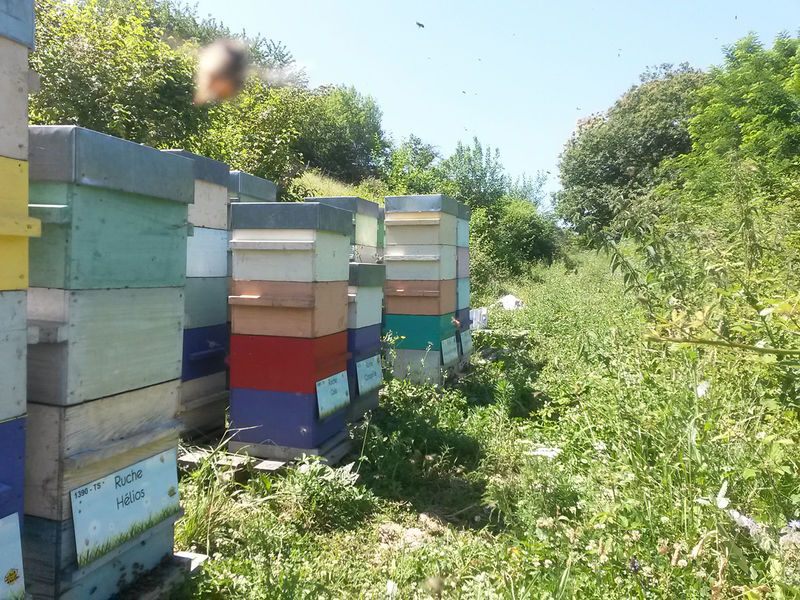 La ruche Hélios