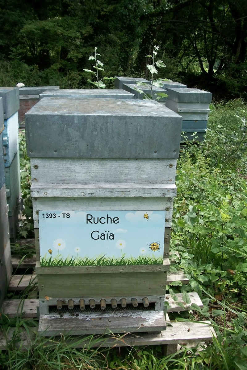 La ruche Gaïa