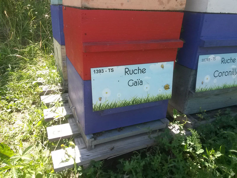 La ruche Gaïa
