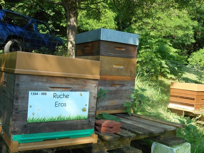 La ruche Eros