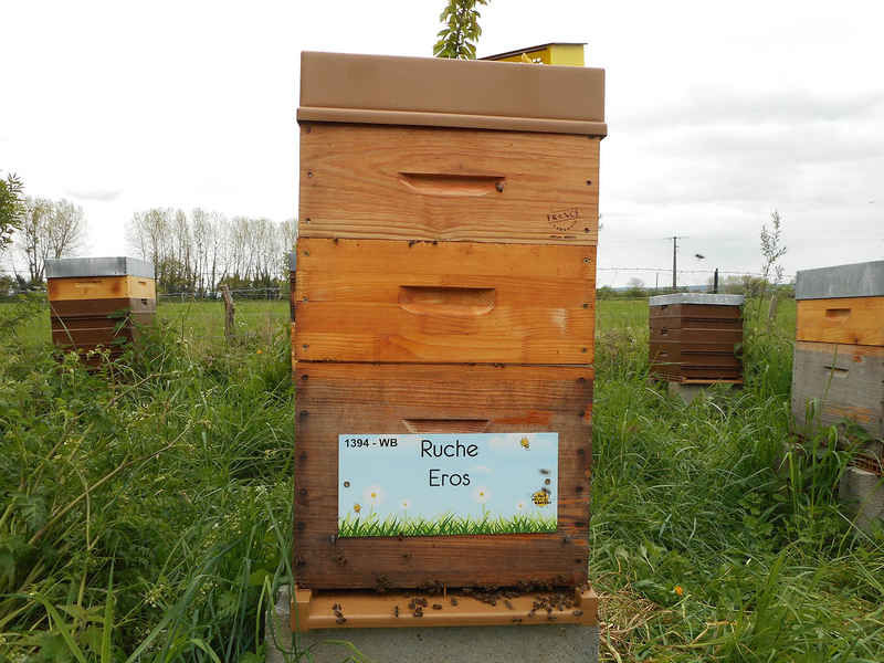 La ruche Eros