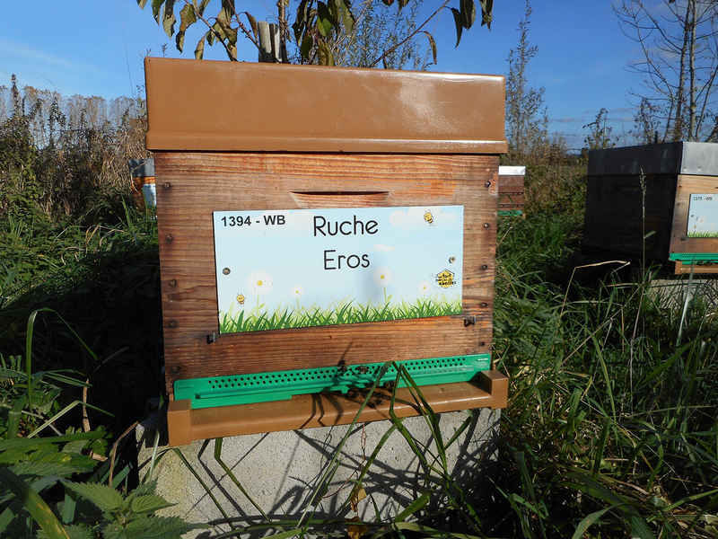 La ruche Eros