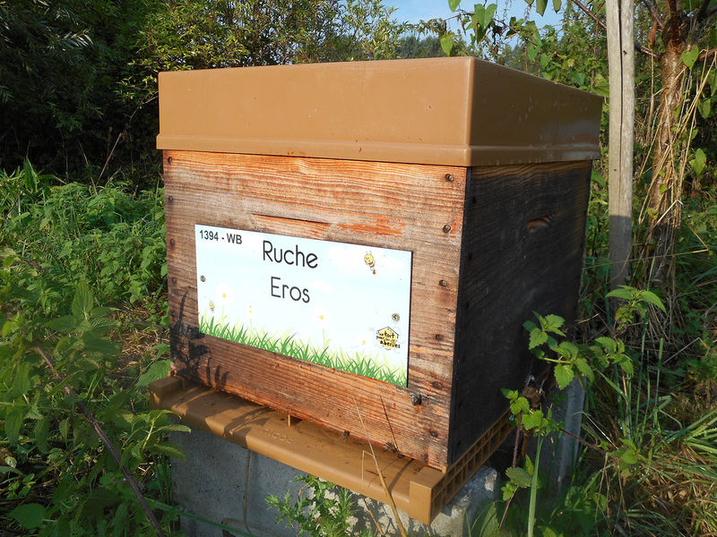 La ruche Eros