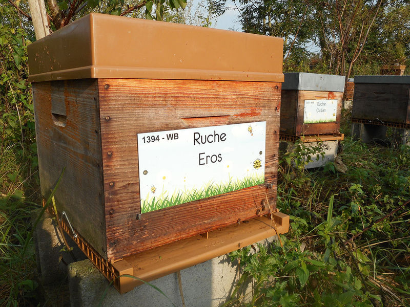 La ruche Eros