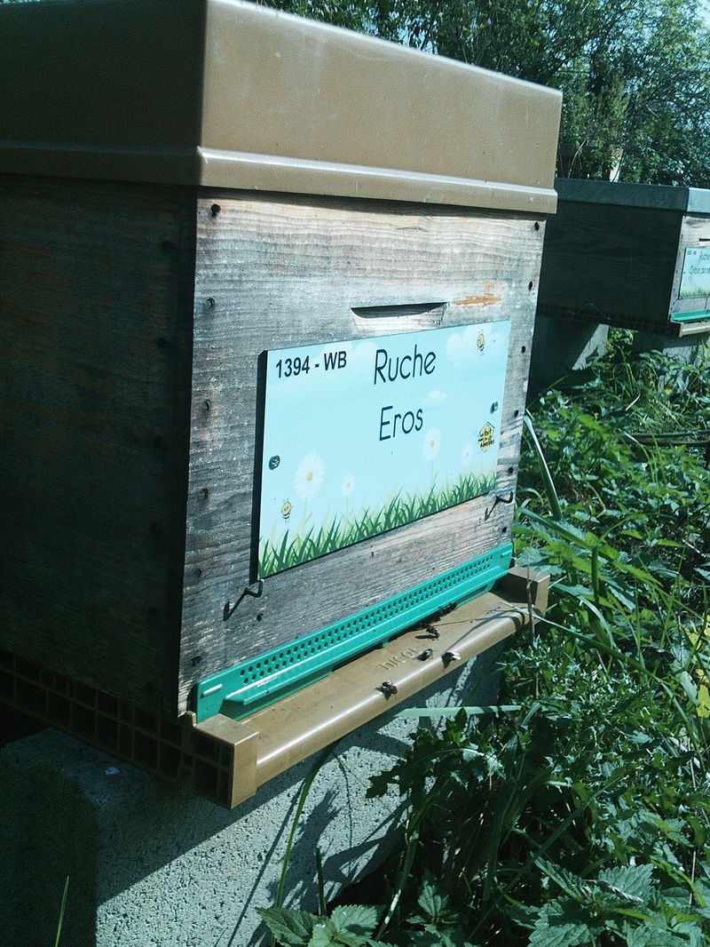La ruche Eros