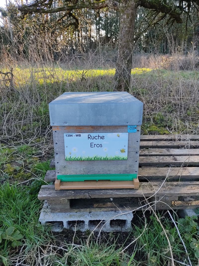La ruche Eros
