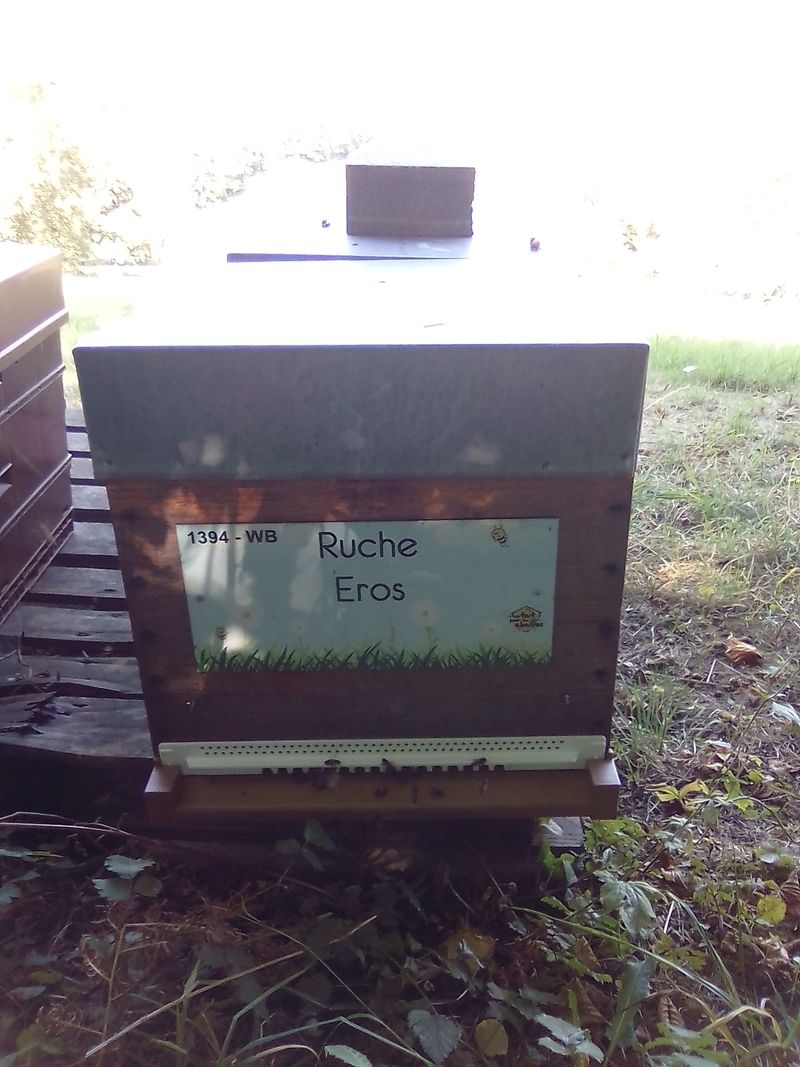 La ruche Eros