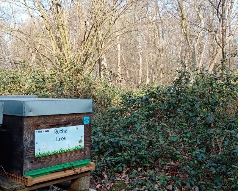 La ruche Eros