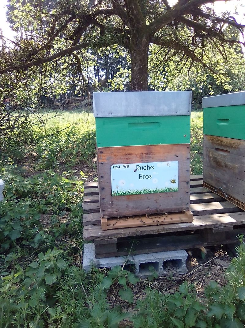 La ruche Eros