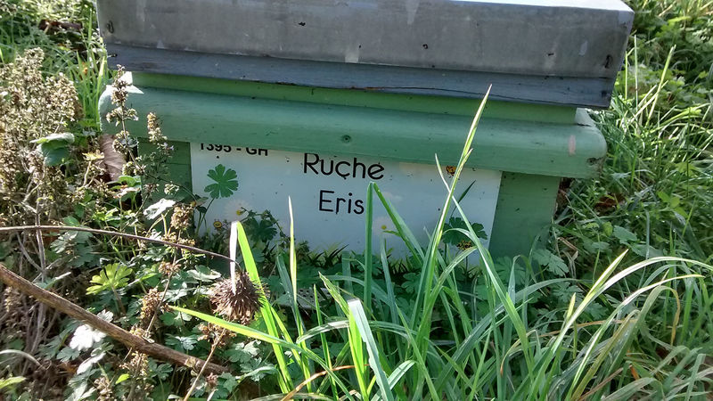 La ruche Eris
