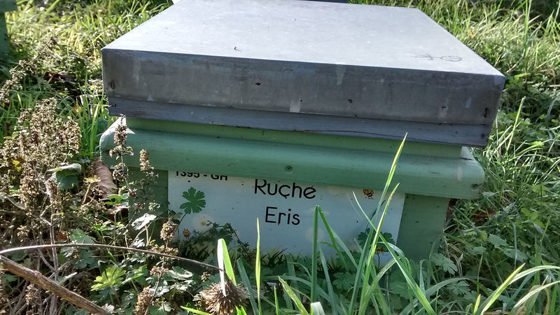 La ruche Eris