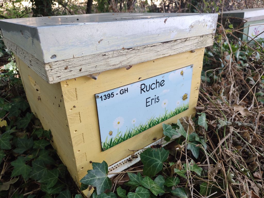 La ruche Eris