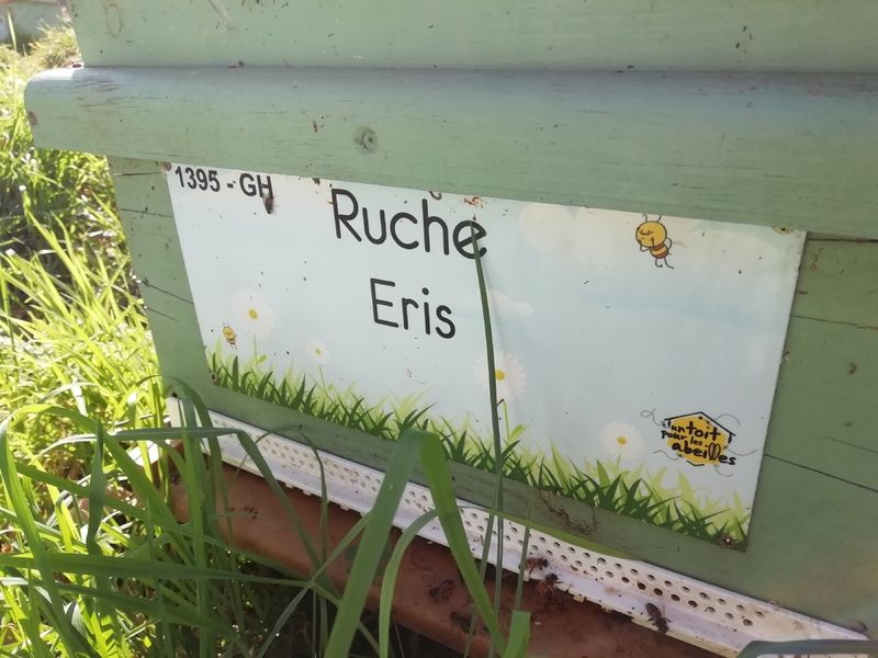 La ruche Eris