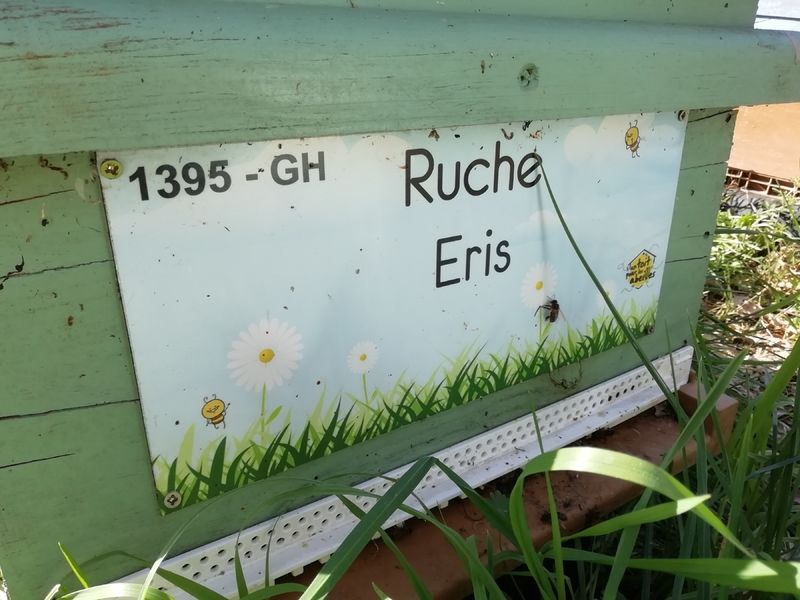La ruche Eris