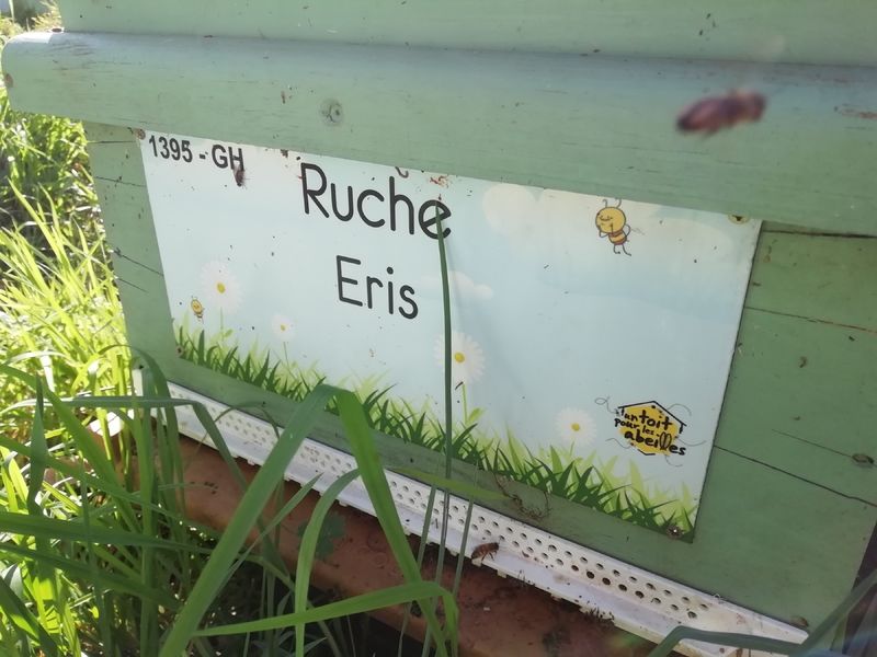La ruche Eris