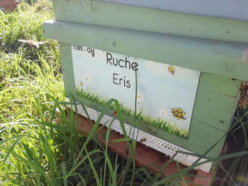 La ruche Eris
