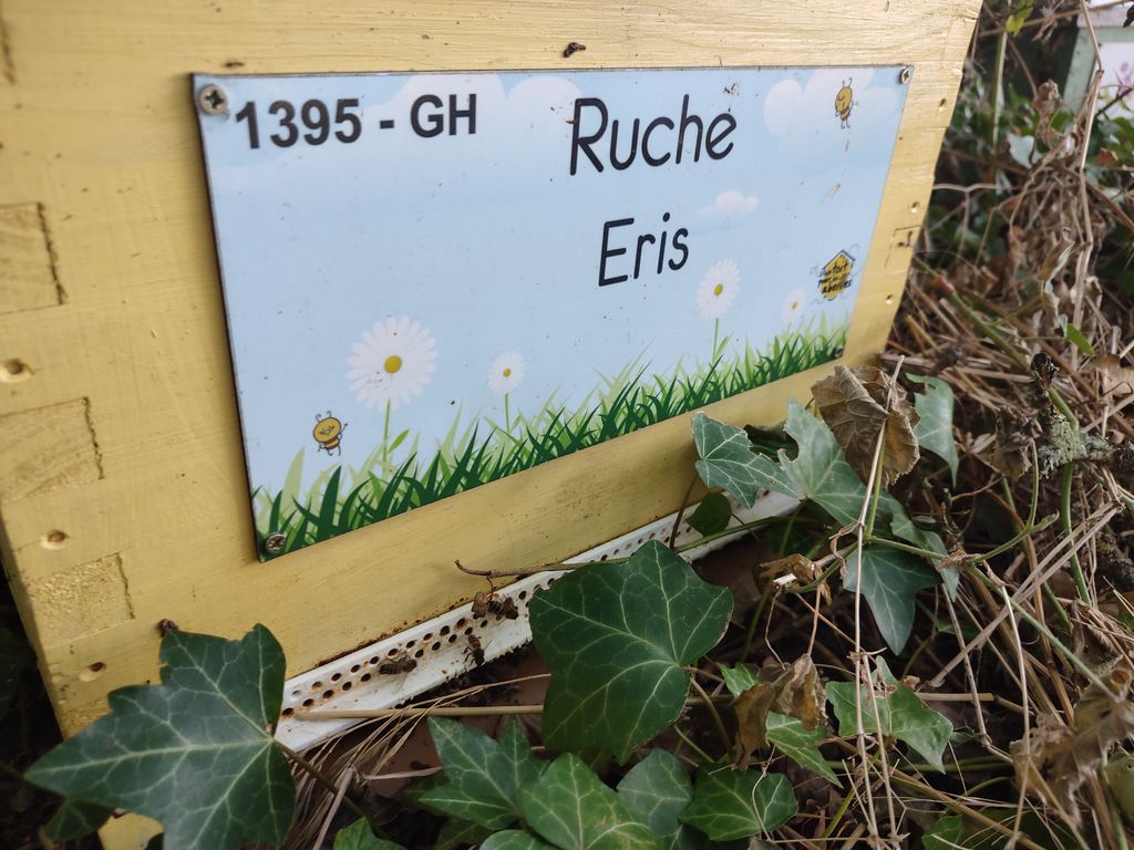 La ruche Eris