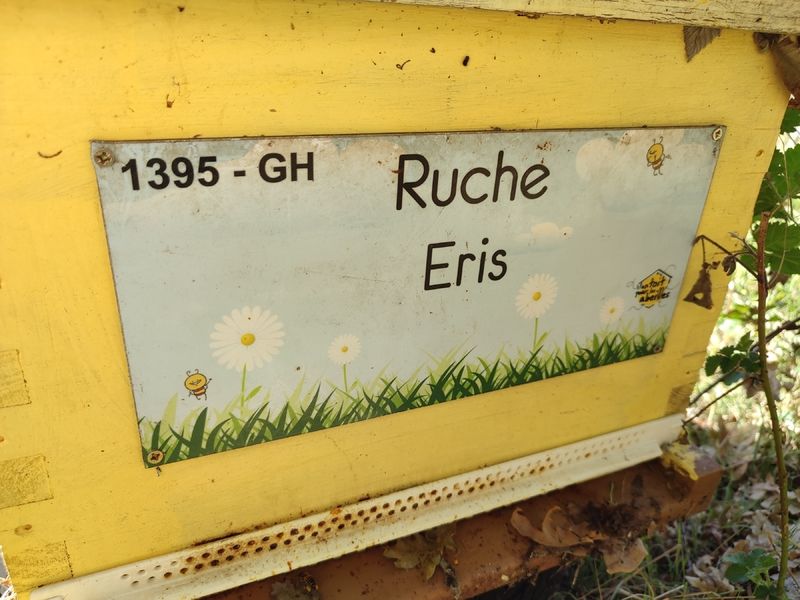 La ruche Eris