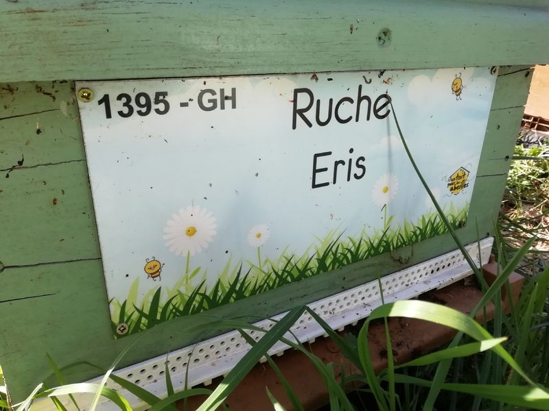 La ruche Eris