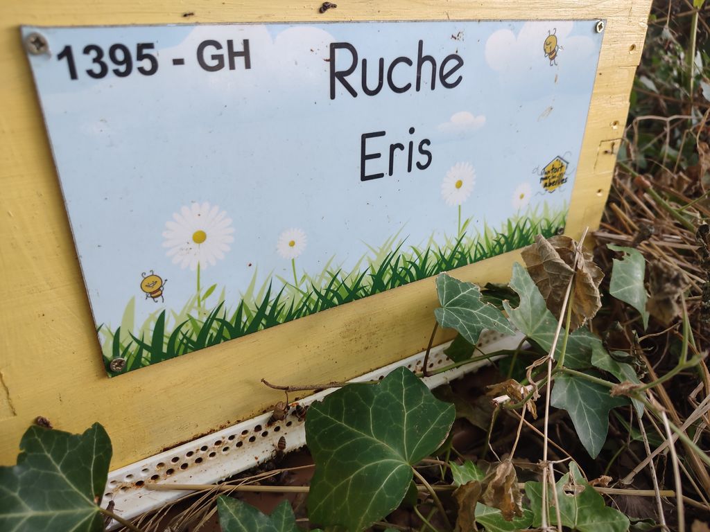 La ruche Eris