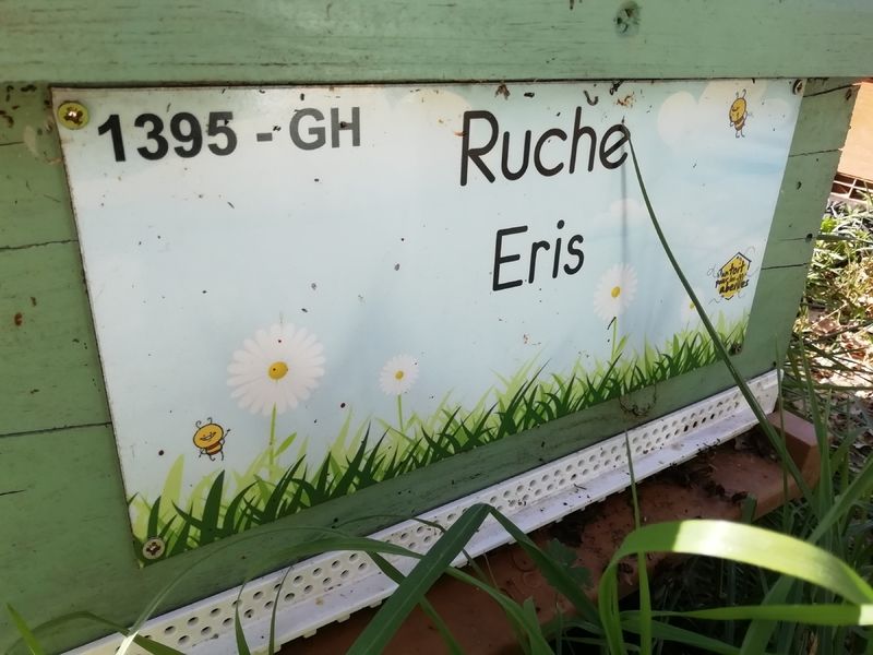 La ruche Eris