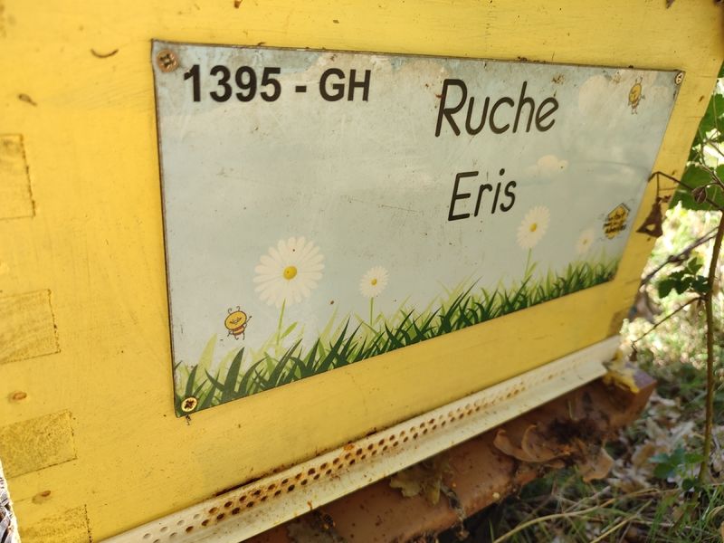 La ruche Eris