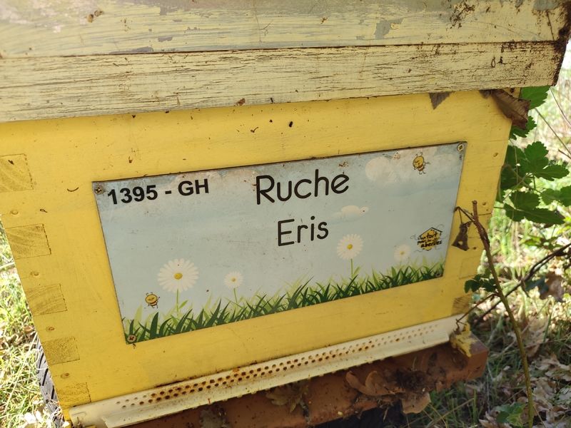 La ruche Eris