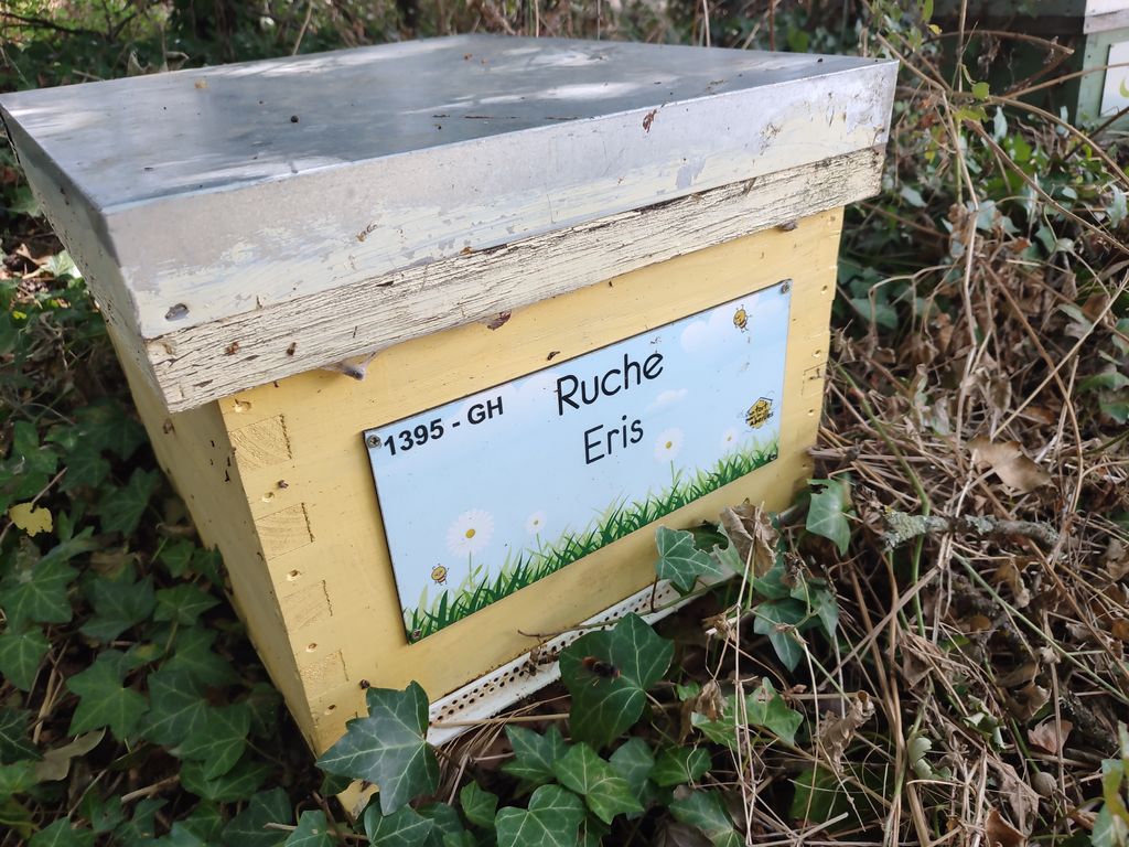 La ruche Eris